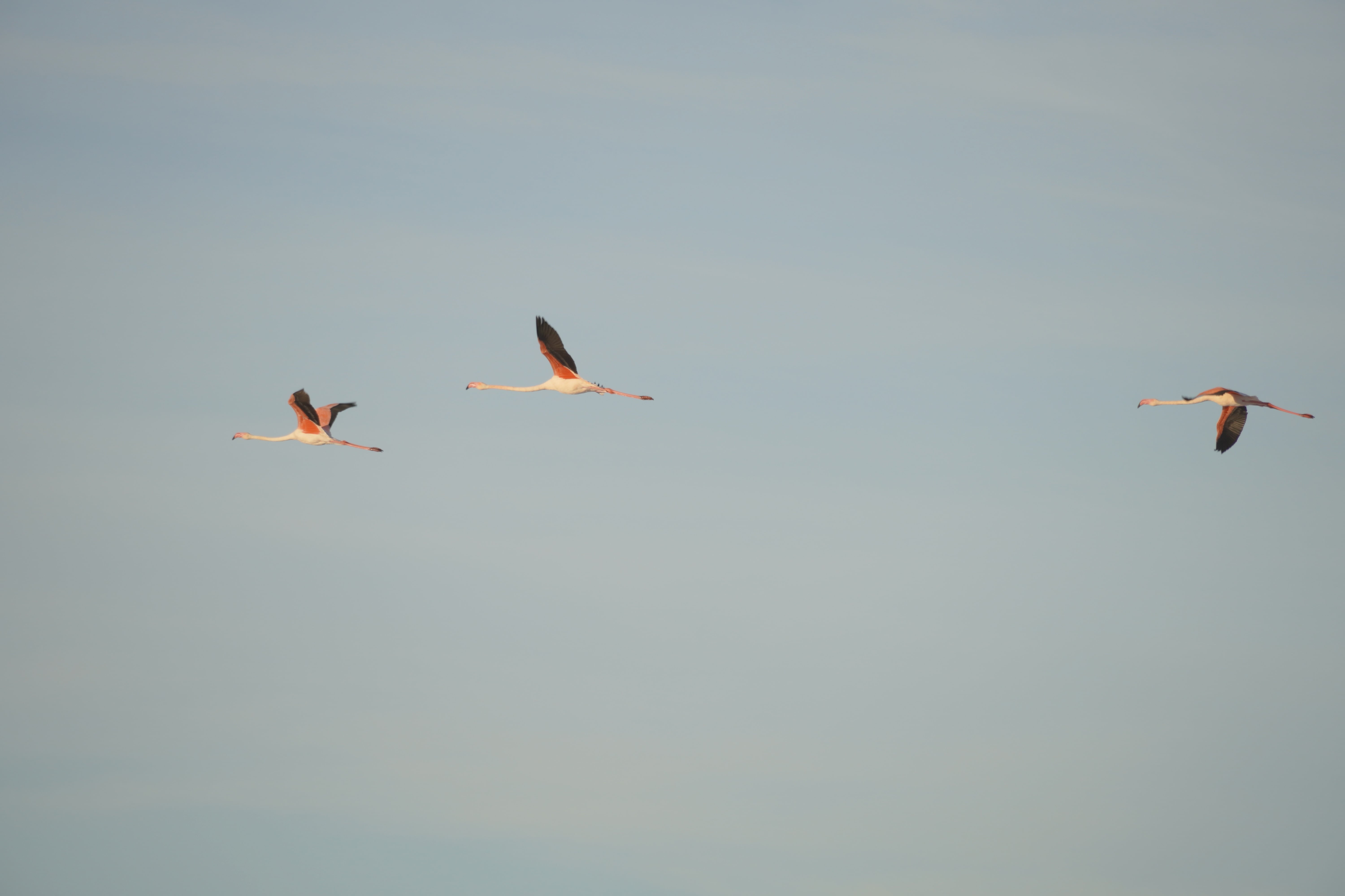 Three flamingos in flight over the Castro Marim salt pans against a soft blue sky.