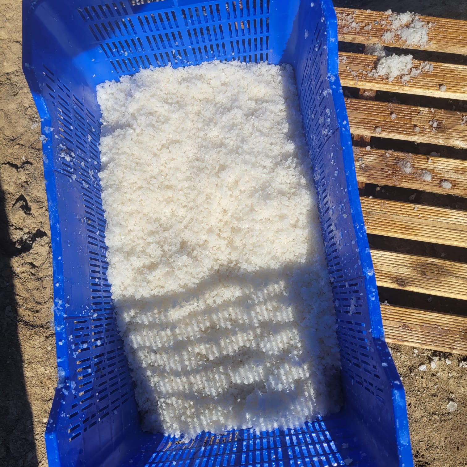 The first flor de sal crystals of the 2026 Safra, flaked and pure, in the traditional harvest crate.