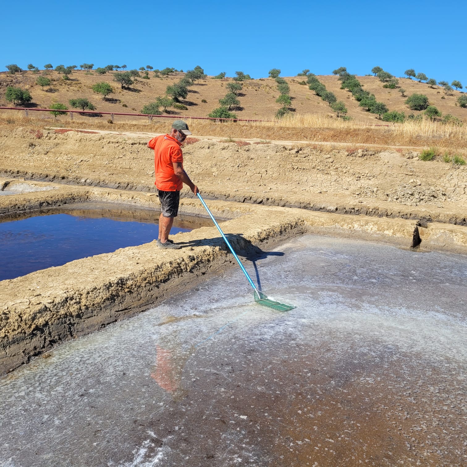 The marnoto skimming flor de sal from the surface of a pan, with the olive grove and the blue sky of Castro Marim behind.