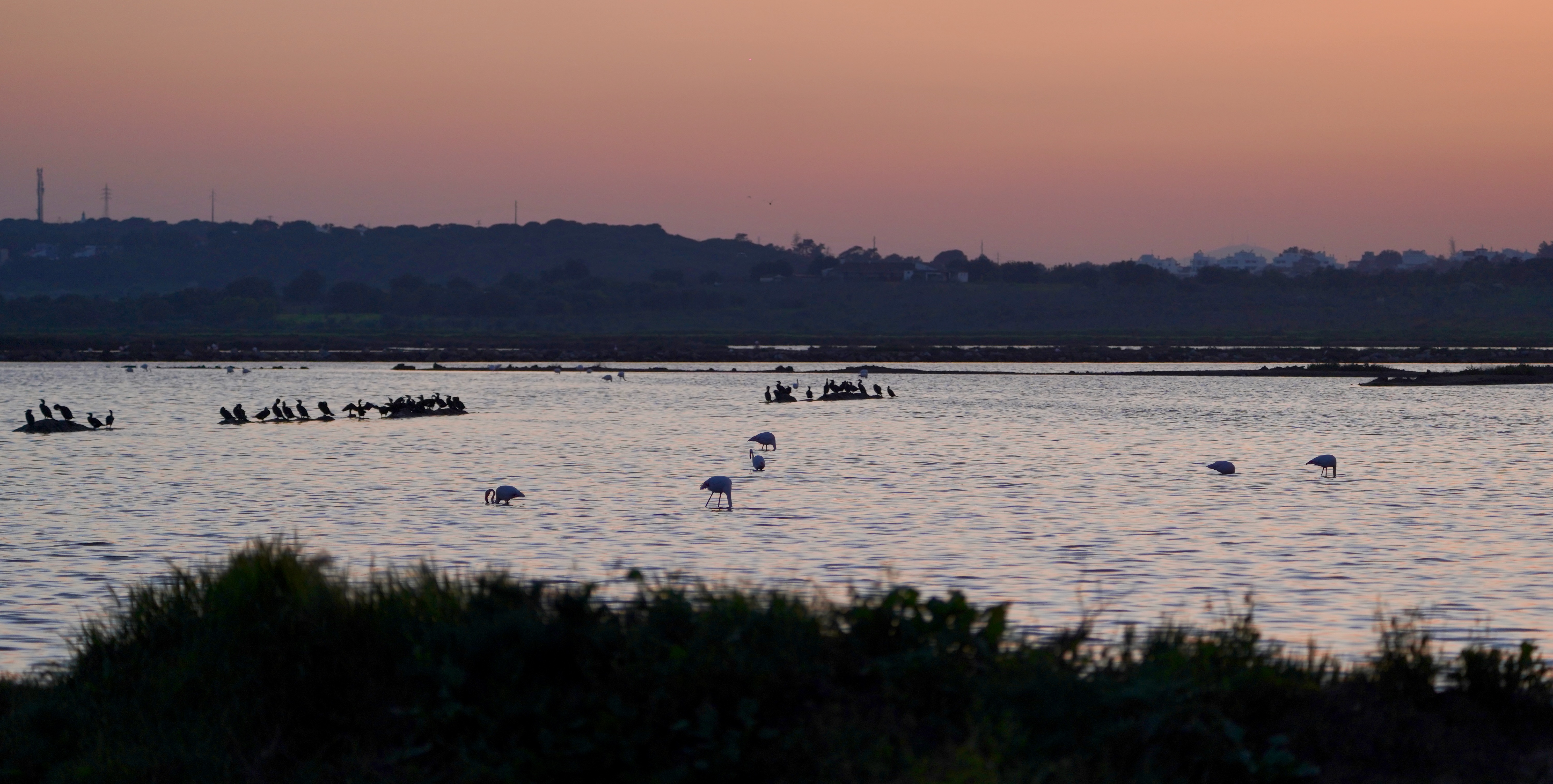 Flamingos gathered in the Salina do Serro do Bufo at sunset, with mounded salt drying along the shore.