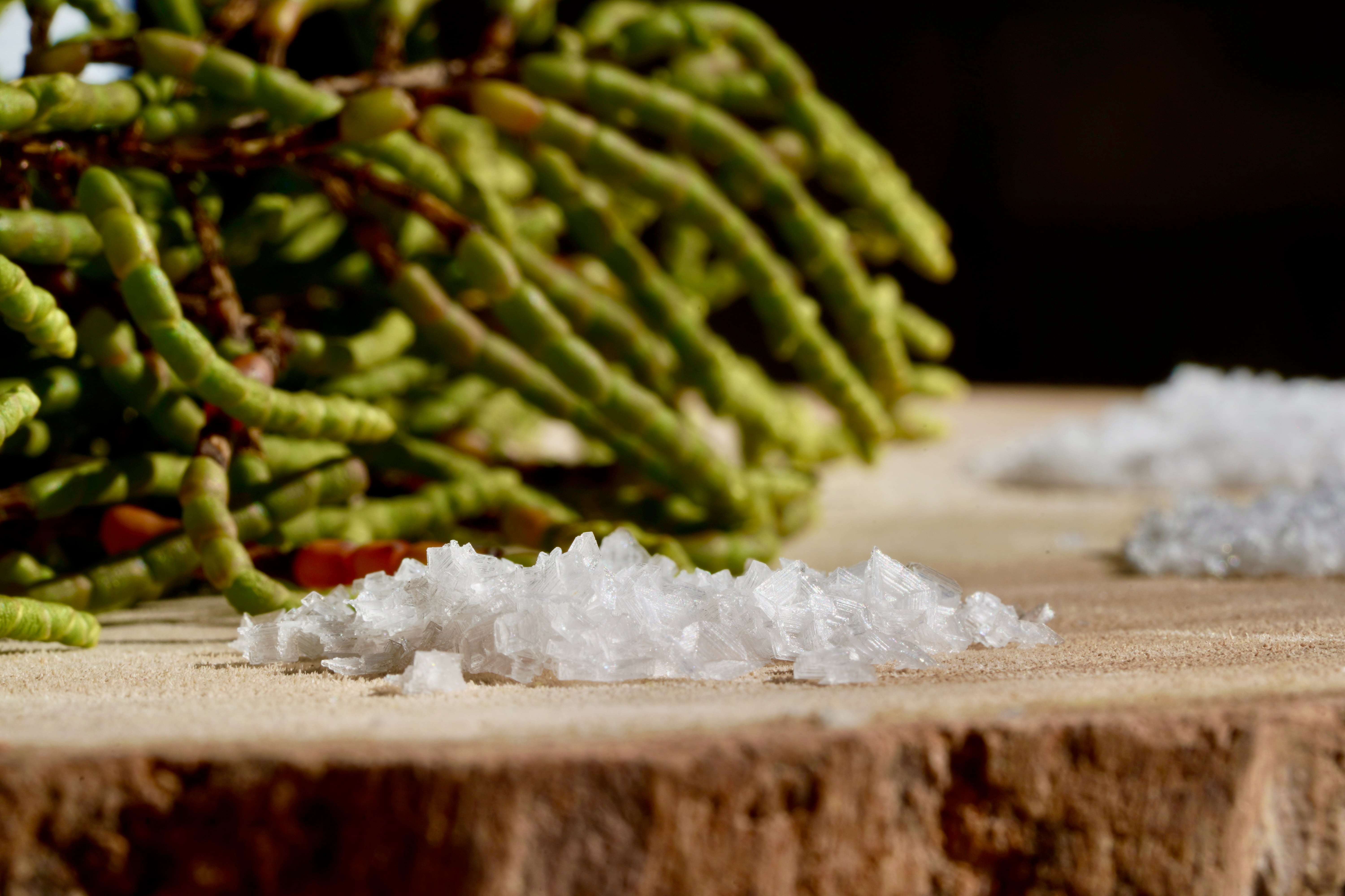 Flor de Sal flakes resting on a wooden board, with salicornia — a halophyte from the Castro Marim salt pans — soft-focused in the background.